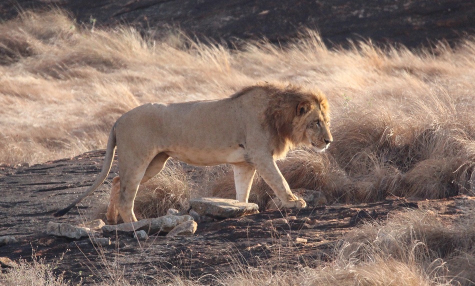 die L&ouml;wen am Lions Rock im Lumo Conservancy