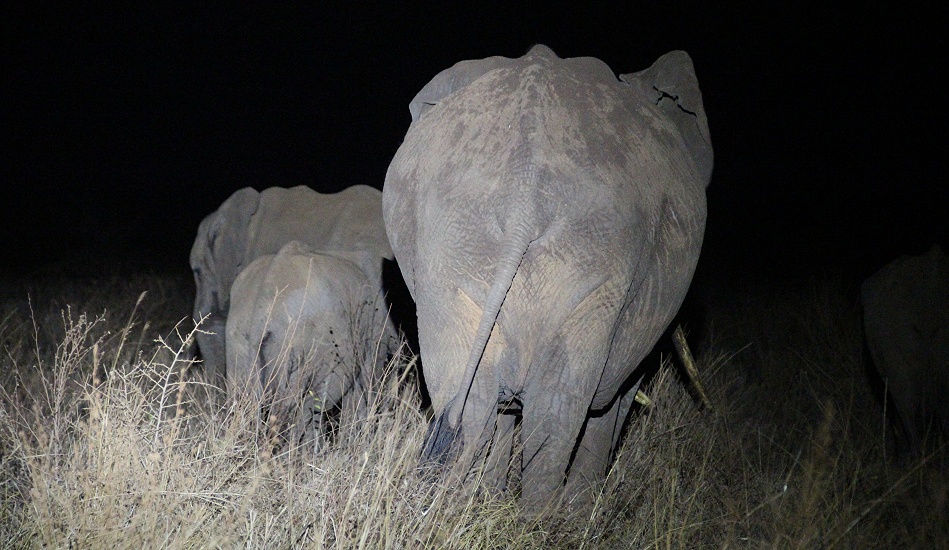 Night Game Drive im Lumo Reservat, Elefanten