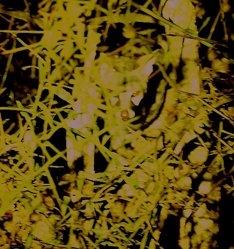 Night Game Drive im Lumo Reservat, Gintsrekatze im Busch