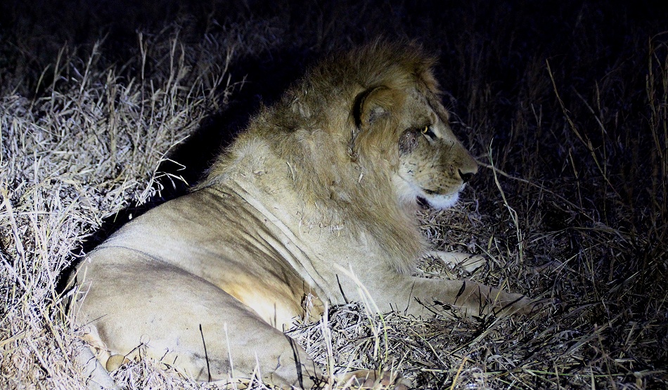Night Game Drive im Lumo Reservat, L&ouml;wen