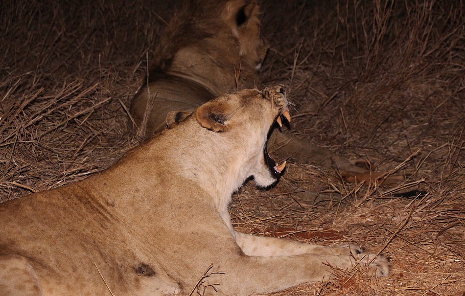 Night Game Drive im Lumo Reservat, L&ouml;wen
