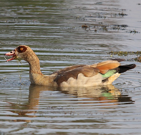 Nilgans, Bura Dam Taita Hills