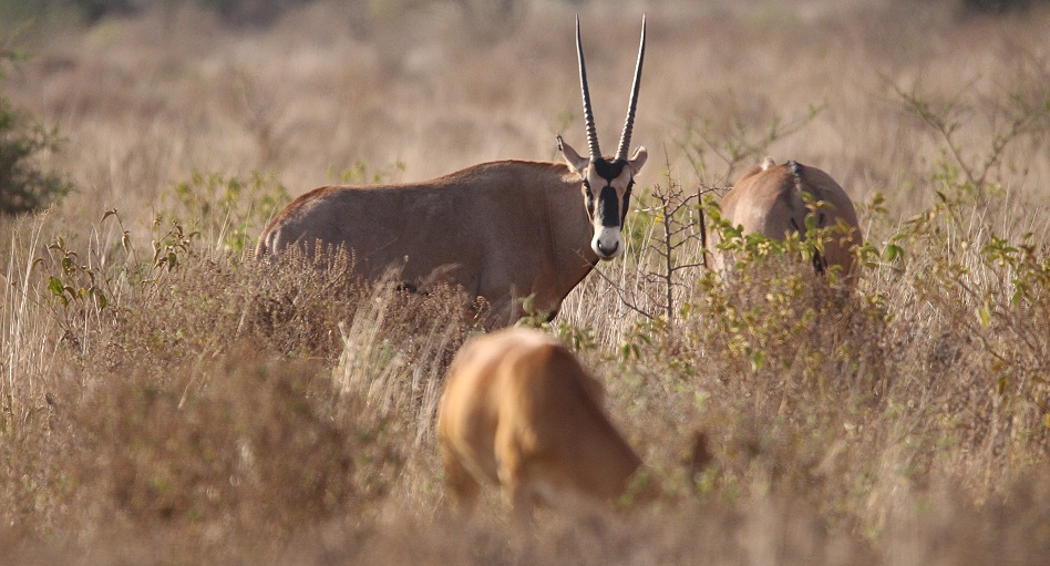 Fransenohr Oryx Antilopen, Lumo Reservat
