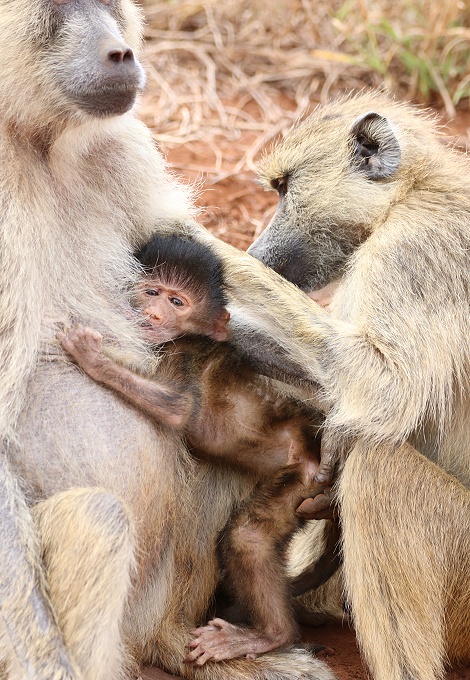liebevolle Gelbe Paviane, Olive Baboon im Taita Hill Reservat