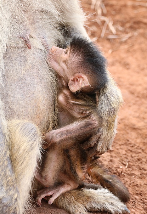 liebevolle Gelbe Paviane, Olive Baboon im Taita Hill Reservat