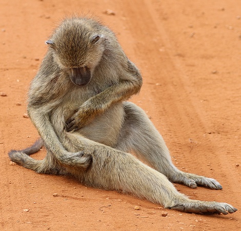 Gelbe Paviane, Olive Baboon im Taita Hill Reservat