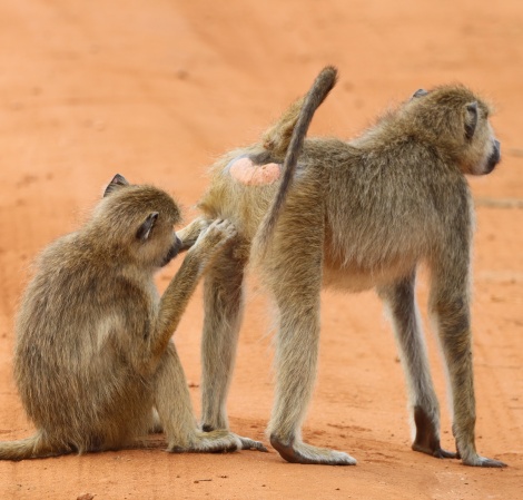 Gelbe Paviane, Olive Baboon im Taita Hill Reservat
