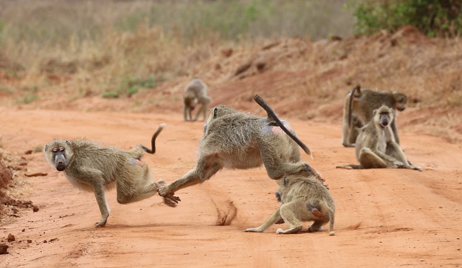 Gelbe Paviane im Stress, Olive Baboon im Taita Hill Reservat