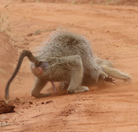 Gelbe Paviane im Stress, Olive Baboon im Taita Hill Reservat