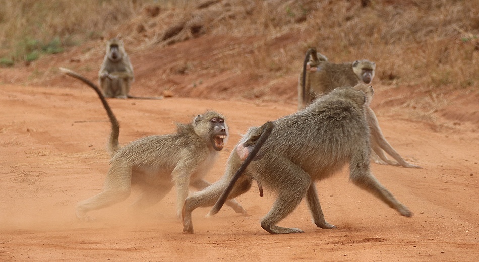 Gelbe Paviane im Stress, Olive Baboon im Taita Hill Reservat