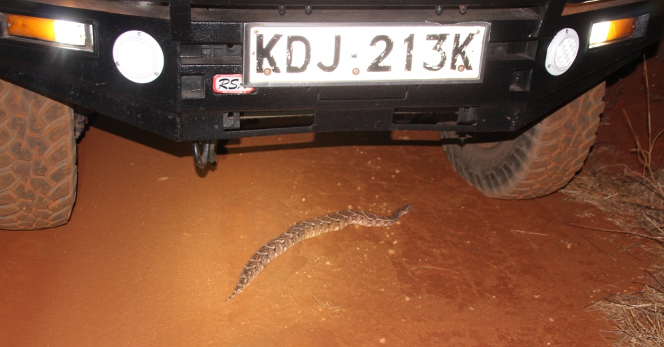 Night Game Drive im Lumo Reservat, Puffotter