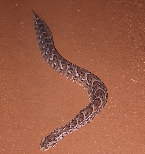 Night Game Drive im Lumo Reservat, Puffotter