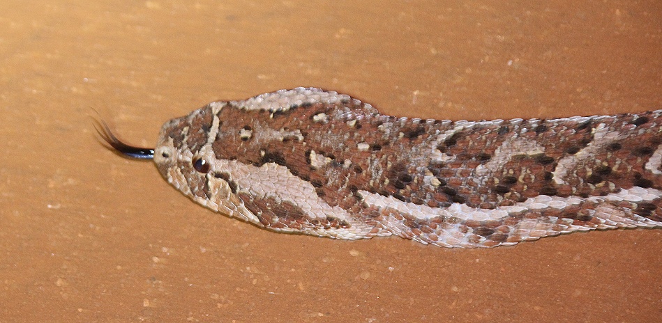 Night Game Drive im Lumo Reservat, Puffotter