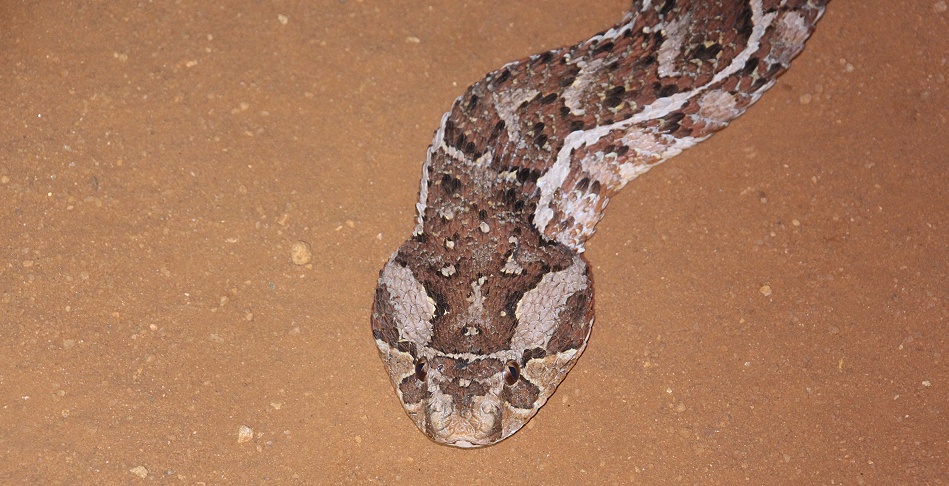 Night Game Drive im Lumo Reservat, Puffotter