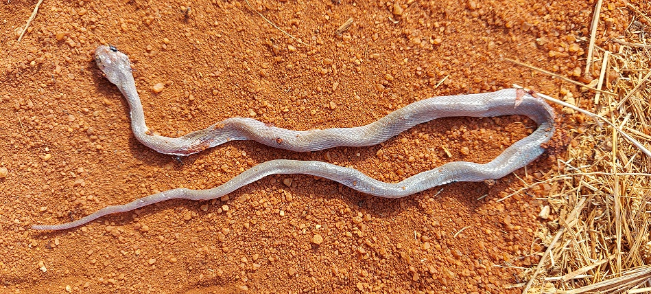 tote Schlange auf der Piste im Lumo Reservat