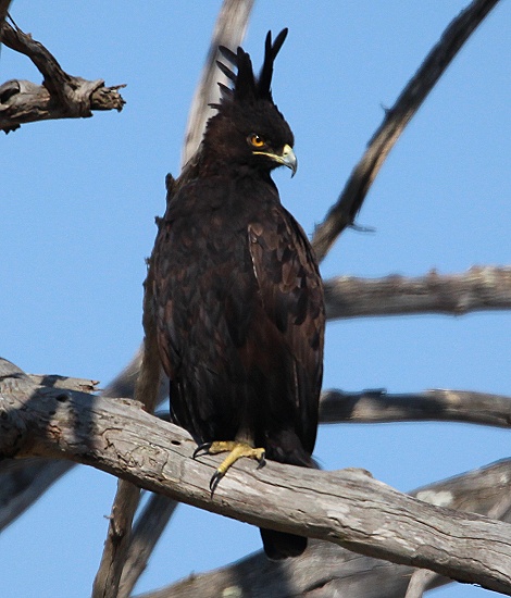Schopfadler, Lumo Conservancy