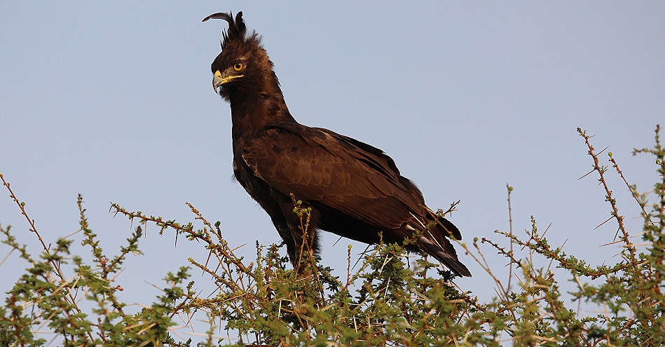 wundersch&ouml;ner Schopfadler im Lumo Reservat