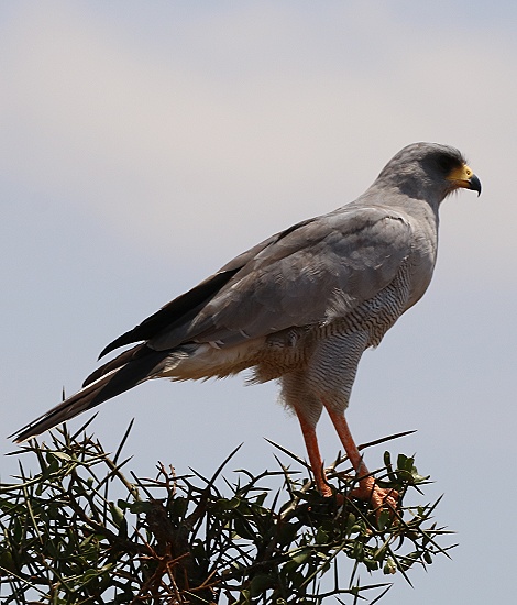 &Ouml;stlicher Singhabicht, Lumo Reservat