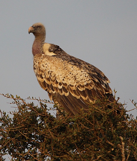 Sperbergeier, Lumo Conservancy