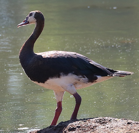 Sporngans, Bura Dam Taita Hills