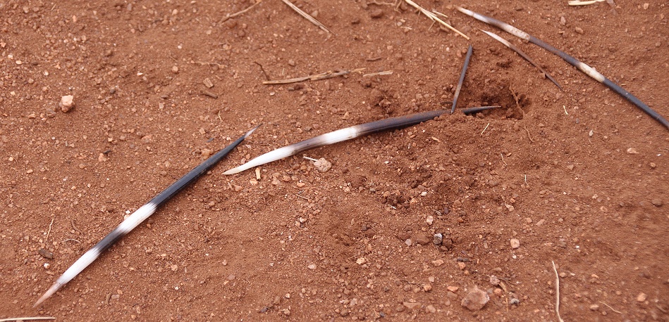 Stachelschweinstacheln auf der Piste im Lumo Reservat