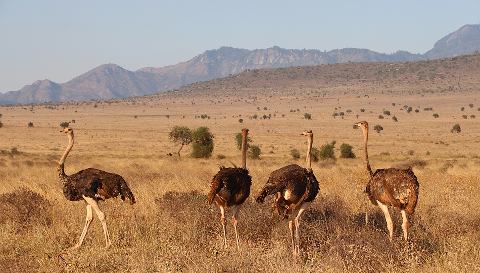 Masai Strau&szlig;e, Lumo Conservancy