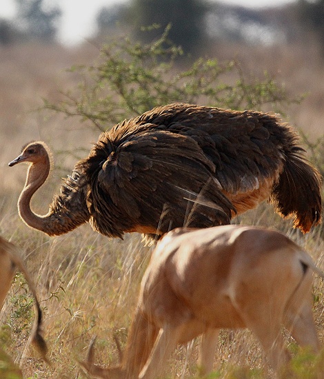 Masai Strau&szlig;, Lumo Reservat