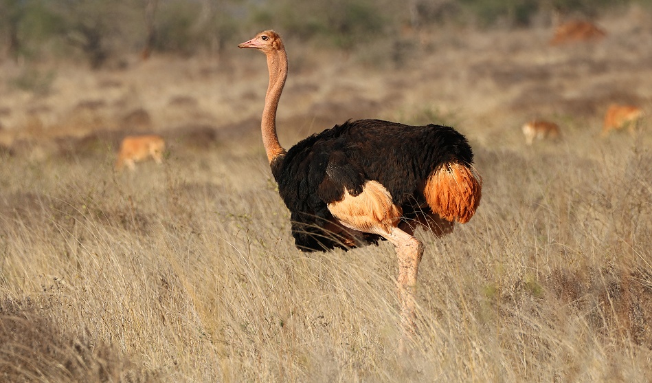 Masai Strau&szlig;, Lumo Reservat