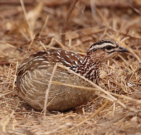 Wachtel im Lumo Conservancy