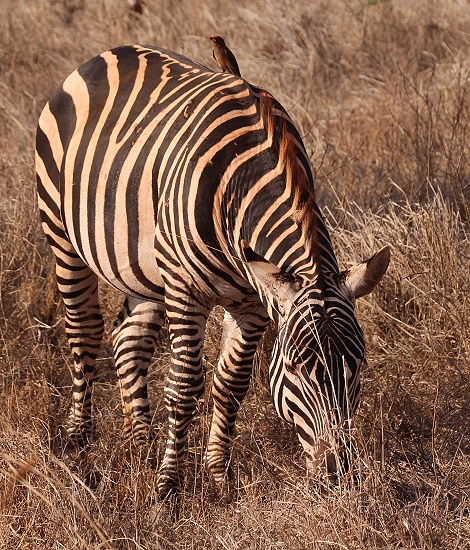 Steppenzebras, Lumo Conservancy