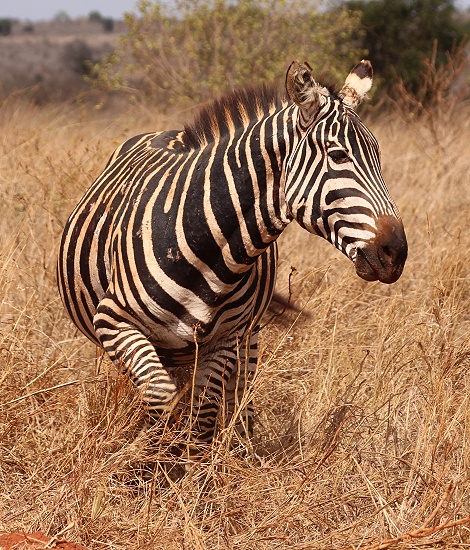 Steppenzebras im Lumo Reservat