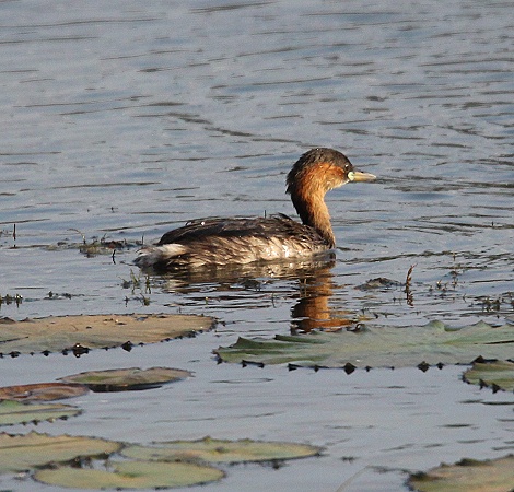 Zwergtaucher, Bura Dam Taita Hills