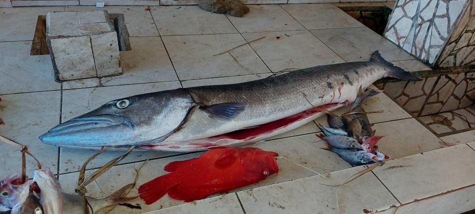 25kg Barracuda, Msambweni Beach communal Fishing station