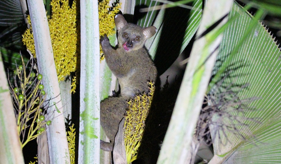 Bushbaby im Garten der Mbuyu Beach Bungalows