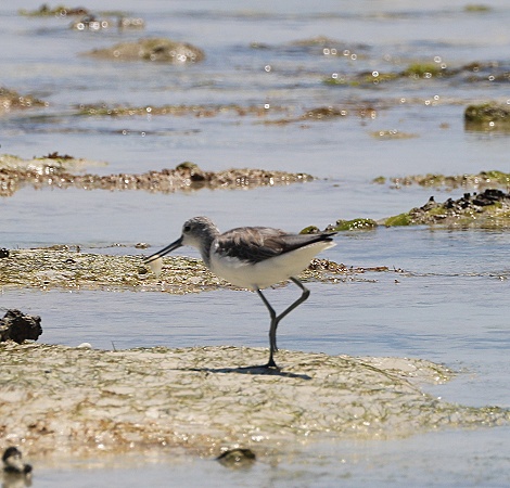 Gr&uuml;nschenkel am Msambweni Beach, Mbuyu Beach Bungalows