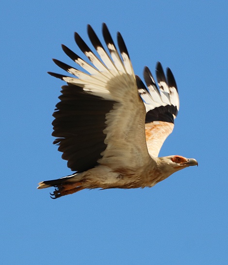 Palmgeier (Gypohierax angolensis) am Msambweni Beach, Mbuyu Beach Bungalows