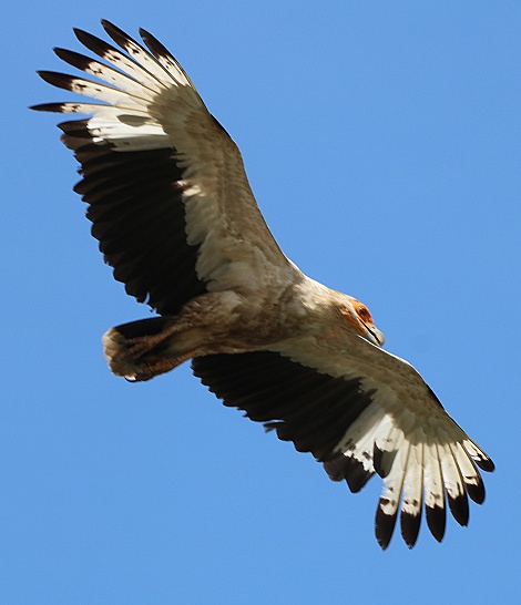 Palmgeier (Gypohierax angolensis) am Msambweni Beach, Mbuyu Beach Bungalows