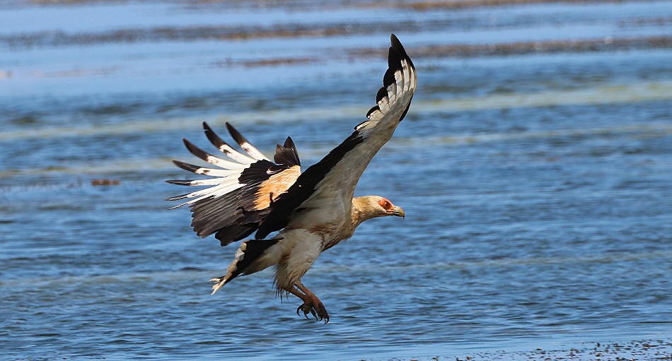 Palmgeier (Gypohierax angolensis) am Msambweni Beach, Mbuyu Beach Bungalows