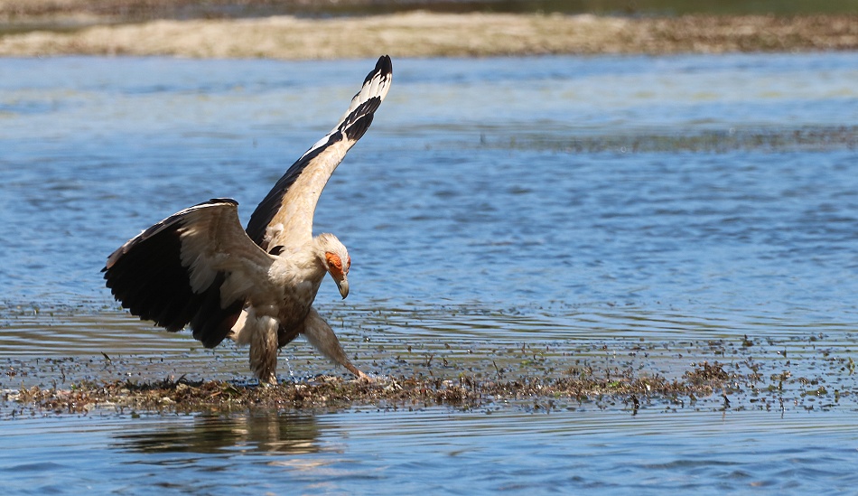 Palmgeier (Gypohierax angolensis) am Msambweni Beach, Mbuyu Beach Bungalows