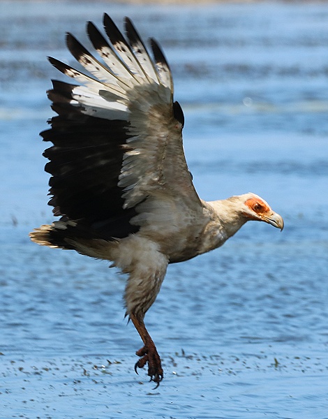 Palmgeier (Gypohierax angolensis) am Msambweni Beach, Mbuyu Beach Bungalows