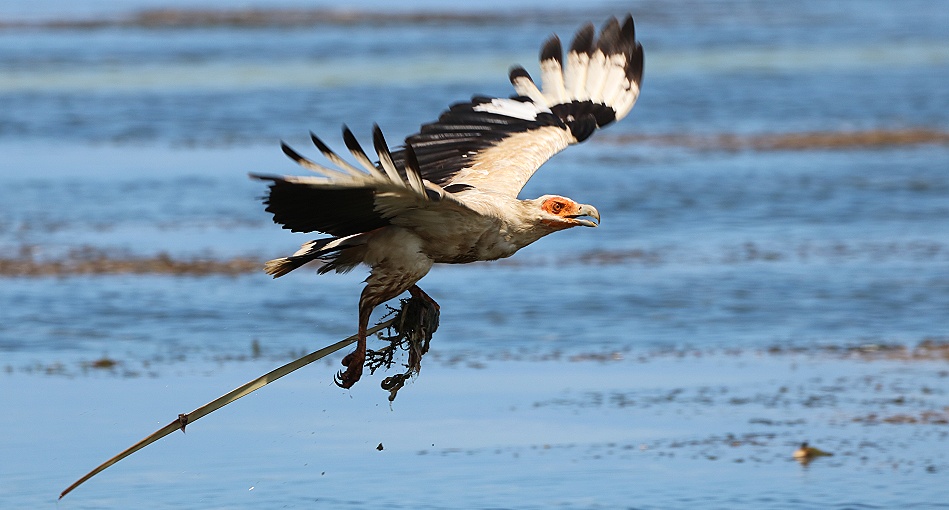Palmgeier (Gypohierax angolensis) am Msambweni Beach, Mbuyu Beach Bungalows