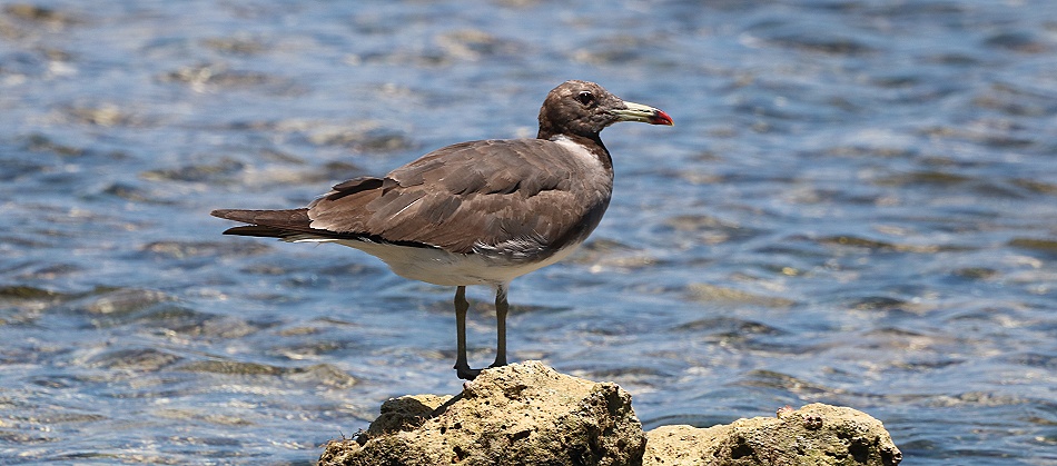 Hemprichmöwe am Msambweni Beach, Mbuyu Beach Bungalows