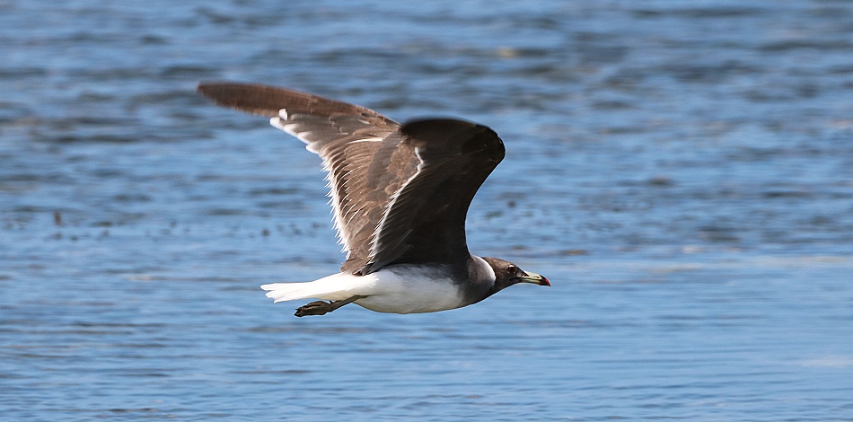 Hemprichmöwe am Msambweni Beach