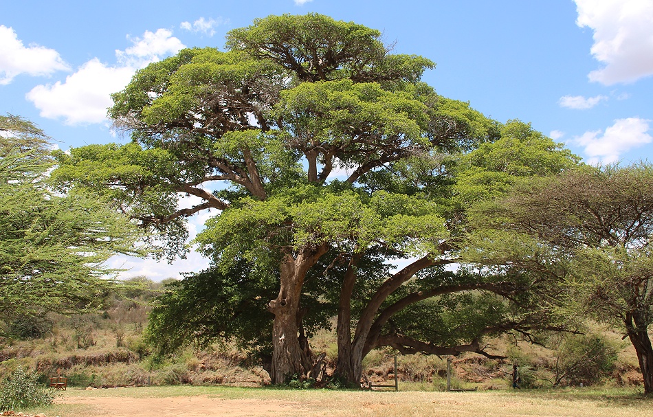 Ol Gaboli Camp - Laikipia