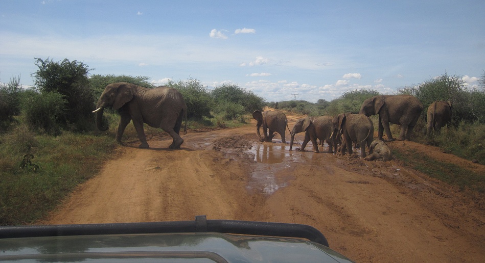 Elefanten blockieren die Piste, Laikipia