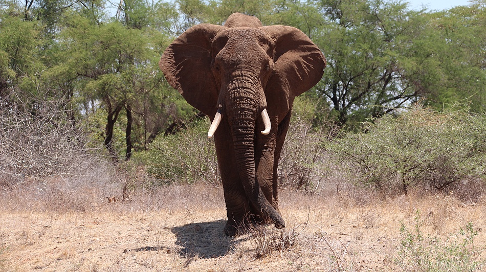 Tsavo Gebiet; Elefant versucht vergeblich die Hauptstra&szlig;e Nairobi - Mombasa zu &uuml;berqueren
