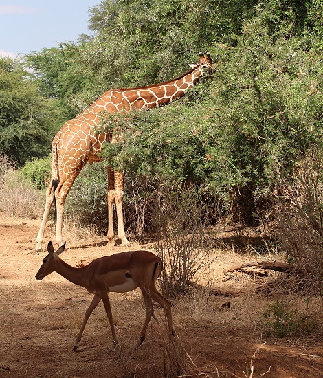 Netzgiraffen und Impalas