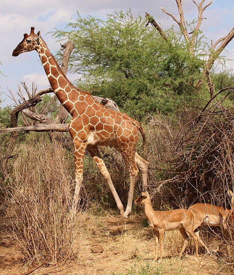 Netzgiraffen und Impalas
