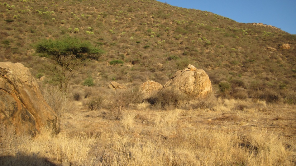 auf Pirschfahrt im Sambu Reservat