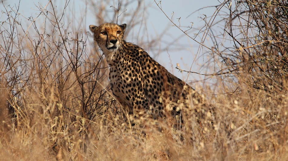 Gepard, Weibchen - Samburu Reservat